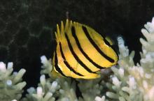 八带蝴蝶鱼