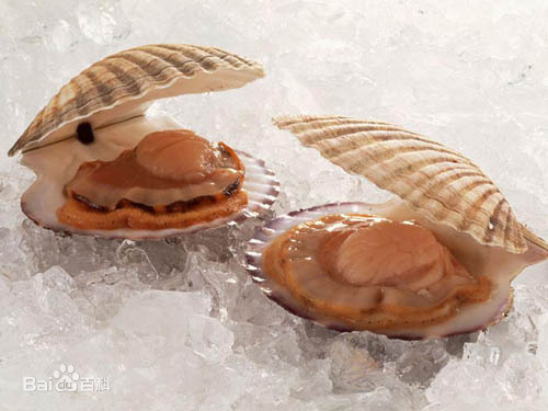 扇贝.jpg