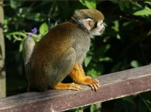 松鼠猴栖息活动