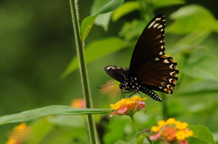 斑凤蝶.jpg