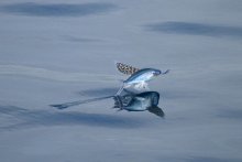 水面上滑行斑鳍飞鱼