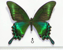 绿带翠凤蝶(雄)