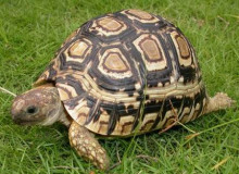 豹纹陆龟