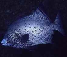 斑石鲷