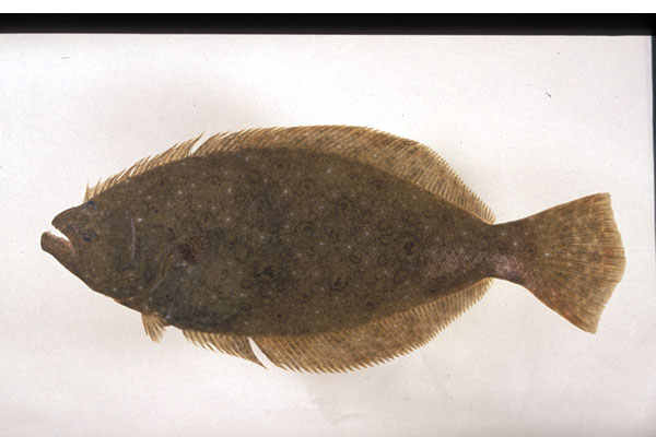 大牙斑鲆.jpg