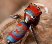 孔雀蜘蛛微距摄影06