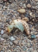 去茧内的蛹，阶段一