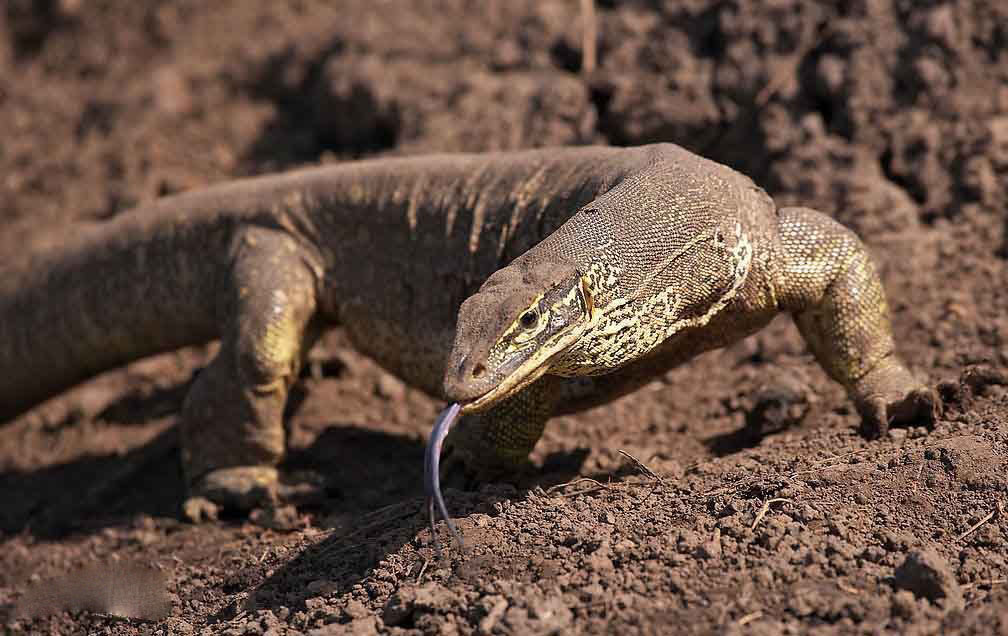 沙漠巨蜥.jpg