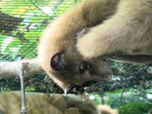 灵猫科（图册二）