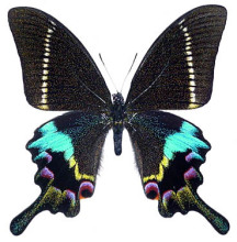 克里翠凤蝶(图1-雄蝶)