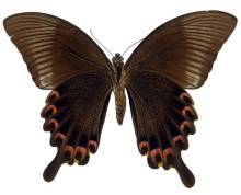 巴黎翠凤蝶中原亚种（♀）