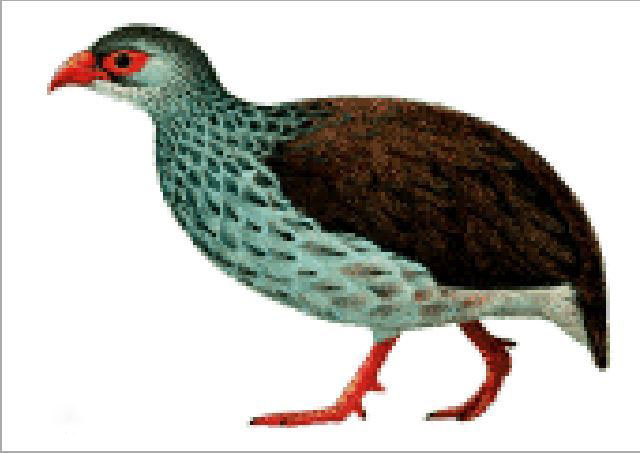 喀麦隆彩鹧鸪.jpg