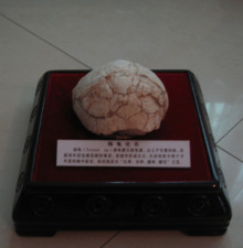 陆龟化石