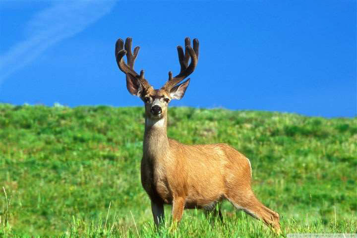 草原鹿.jpg