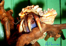 西伯利斯寄居蟹