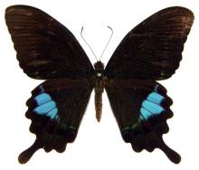 巴黎翠凤蝶台南亚种（♂）