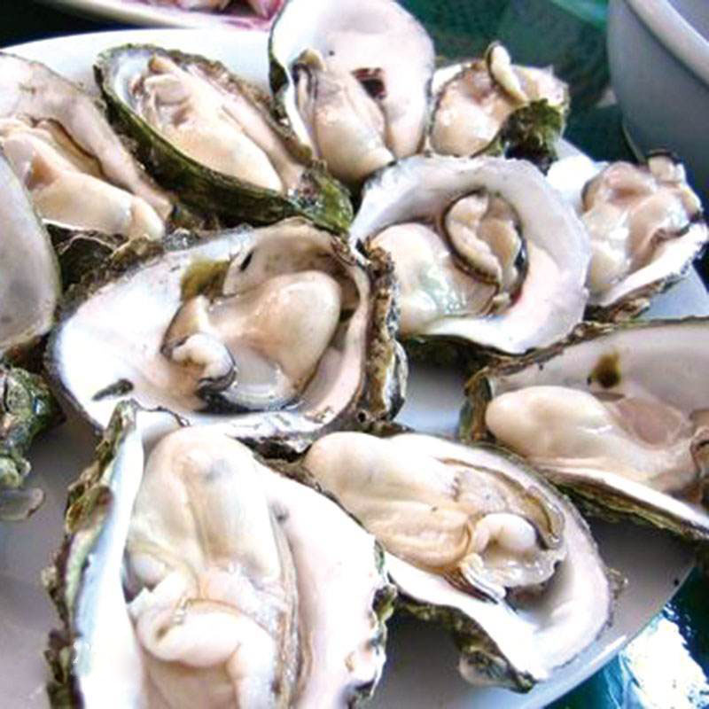 牡蛎.jpg