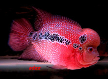 花罗汉照片集锦