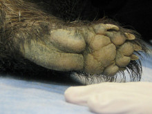 开普敦豪猪（爪垫）