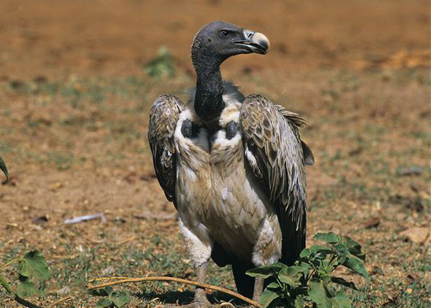 印度兀鹫.jpg