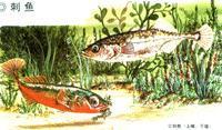 刺鱼
