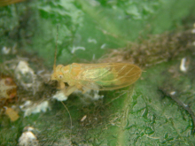 梨木虱夏型成虫