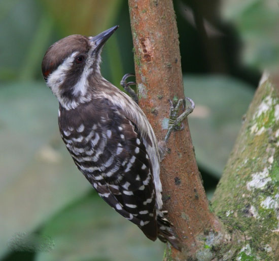 巽他啄木鸟.jpg