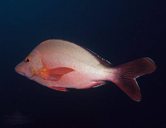 红笛鲷.jpg