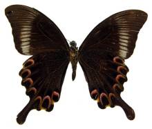 巴黎翠凤蝶泰米尔纳德亚种（♀）