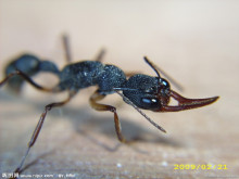 猎镰猛蚁（Harpegnathos venator）