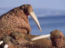 海象阿拉斯加亚种