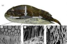 喉盘鱼身上的细微体毛