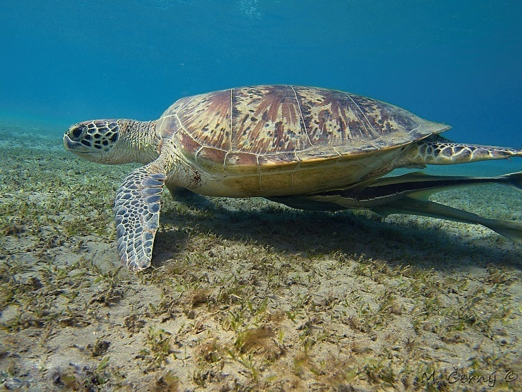 海龟.jpg