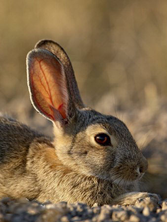 沙漠棉尾兔.jpg