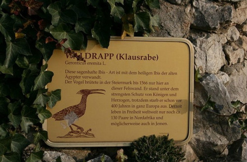 奥地利重新引进隐鹮