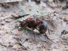 褐色脊红蚁（Myrmicaria brunnea）的蚁后与其它蚂蚁的图片