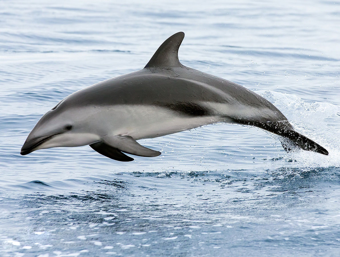 暗色斑纹海豚.jpg