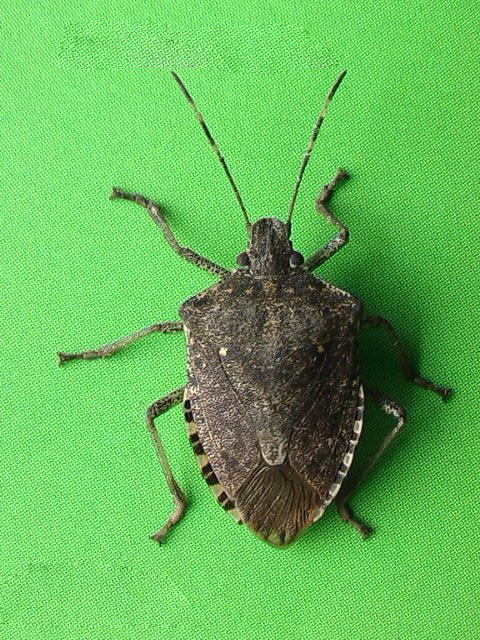 茶翅蝽.jpg