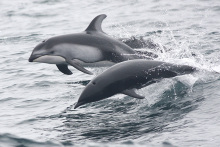 太平洋鼠海豚