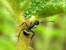 双齿多刺蚁（Polyrhachis dives）与其它蚂蚁的图片