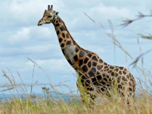 长颈鹿乌干达亚种