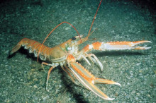 挪威龙虾(学名:Nephrops norvegicus)