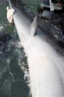 宽吻海豚返祖