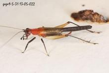 长翅墨蛉（雌）