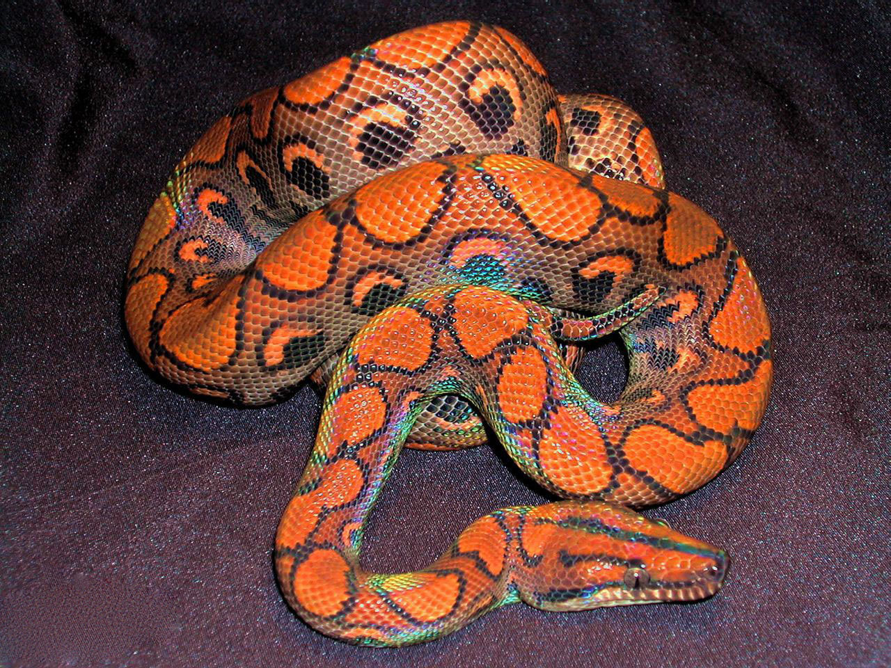 彩虹蟒.jpg
