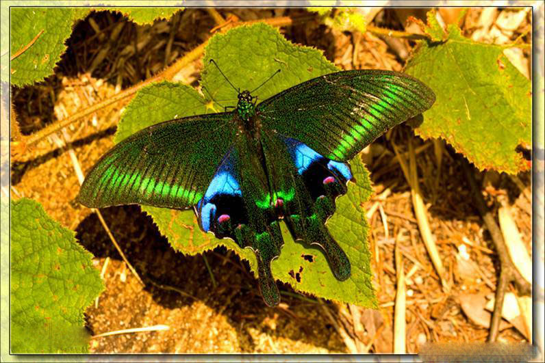 窄斑翠凤蝶.jpg