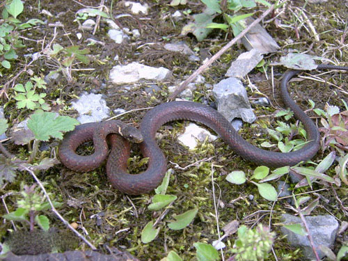 棕黑腹链蛇.jpg