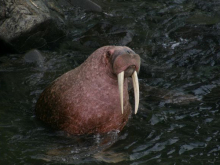 海象白令海亚种