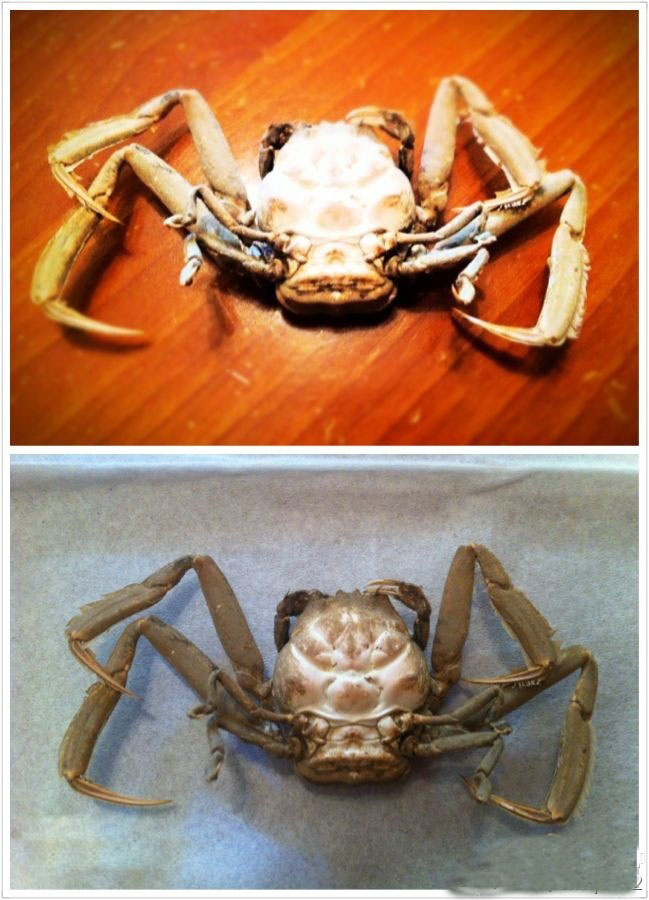关公蟹.jpg