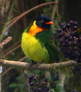 橙胸食果伞鸟.jpg
